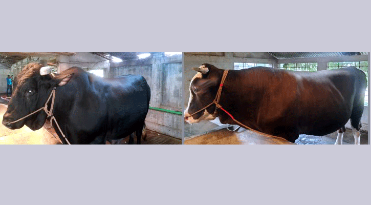 পাবনায় ২১ লাখে বিক্রি হলো ‘পাঠান’ ও ‘রাজা’ 