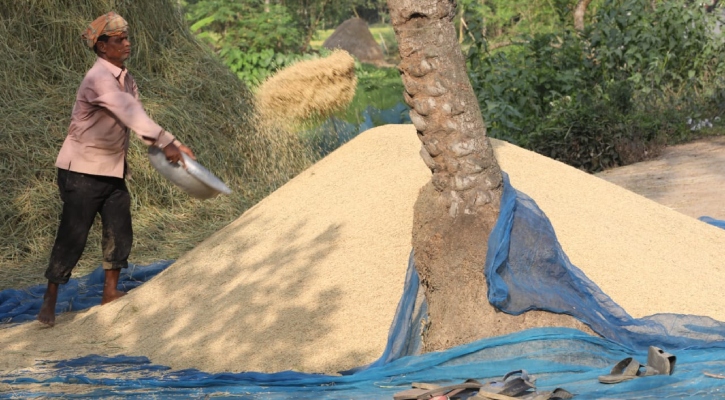 যে কারণে বগুড়ার সরকারি গুদামে ধান দিচ্ছেন না কৃষকরা 