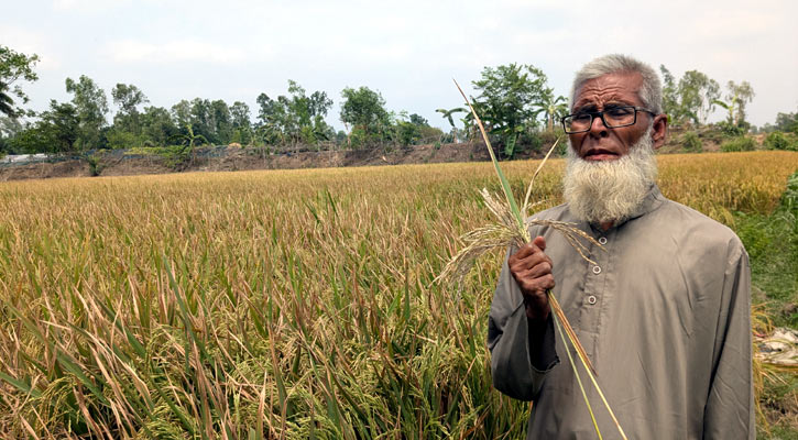ইটভাটার কালো ধোঁয়ায় পুড়ল কৃষকের ফসল