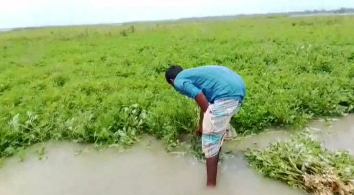 কুড়িগ্রামে টানা বৃষ্টিতে নিম্নাঞ্চল প্লাবিত, ৭৫ হেক্টর বাদাম নষ্ট