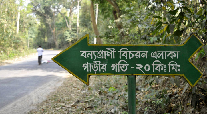 বেপরোয়া গাড়িচাপায় মরছে সংরক্ষিত বনের প্রাণী