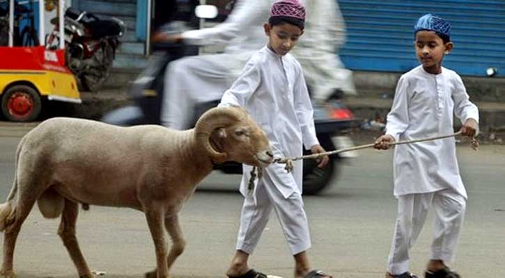 কোরবানির পশুর বয়স কত বছর হওয়া জরুরি
