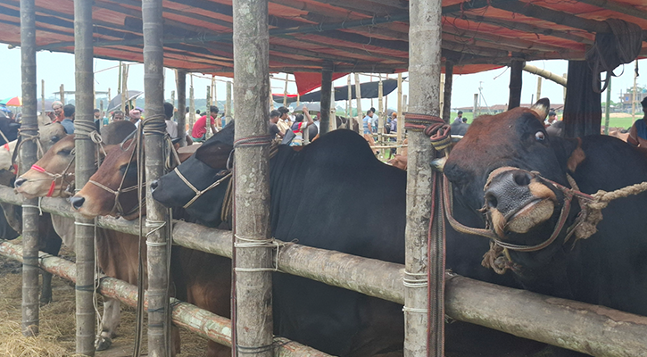 কোরবানির ঈদে পশুর চাহিদা মেটাতে বরিশালে ৩২৮ হাট