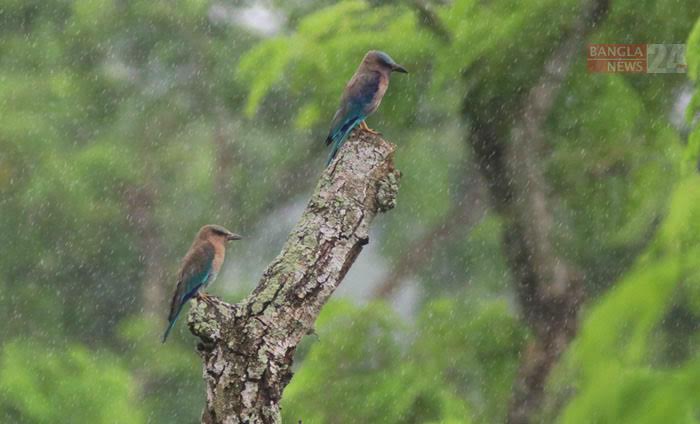 বৃষ্টিভেজা যুগল ‘নীলকান্ত’