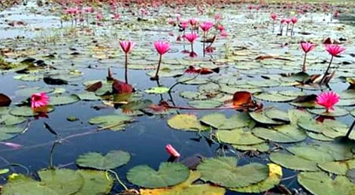 শাপলা ফুল তুলতে গিয়ে প্রাণ গেল ভাই-বোনের