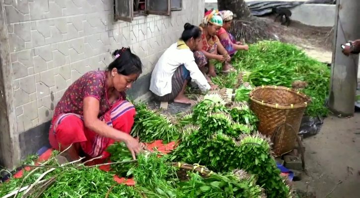 পাহাড়ের কৃষিতে বড় চমক ‘বিলাতি ধনেপাতা’