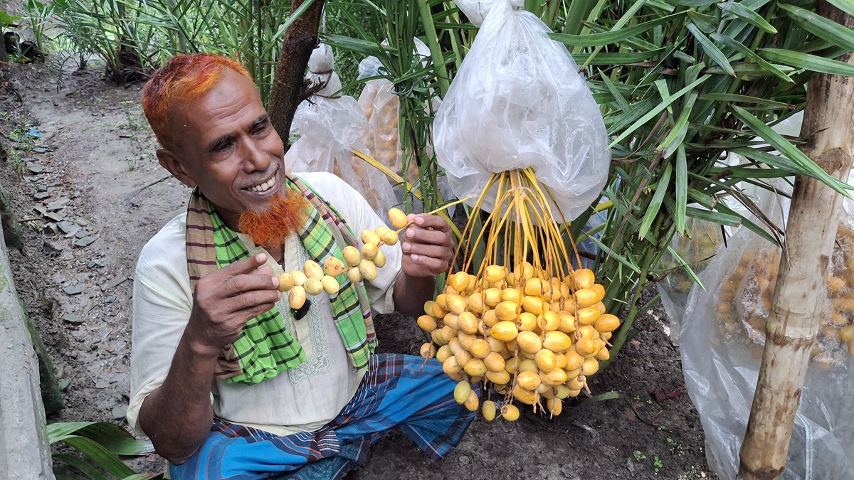 সৌদি খেজুরের চারা উৎপাদনে সাফল্য, নতুন সম্ভাবনার হাতছানি!