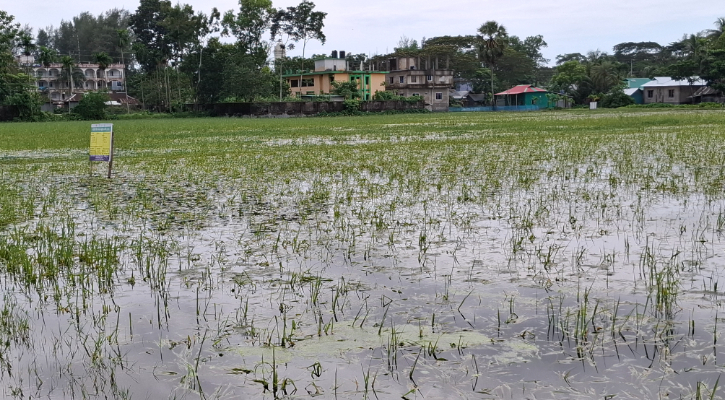 টানা বৃষ্টিতে আউশ ক্ষেত-আমনের বীজতলার ব্যাপক ক্ষতি