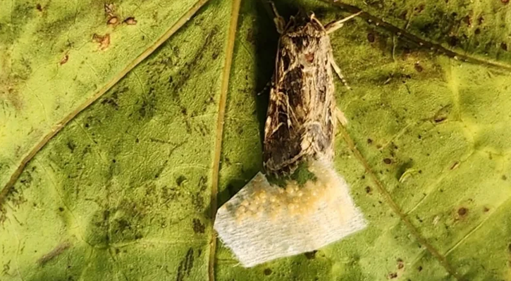 গাছের ‘চিৎকার’ শুনে প্রতিক্রিয়া জানায় প্রাণীরা, দাবি বিজ্ঞানীদের