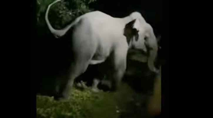 চালকের বিচক্ষণতায় রক্ষা পেল হাতির পাল