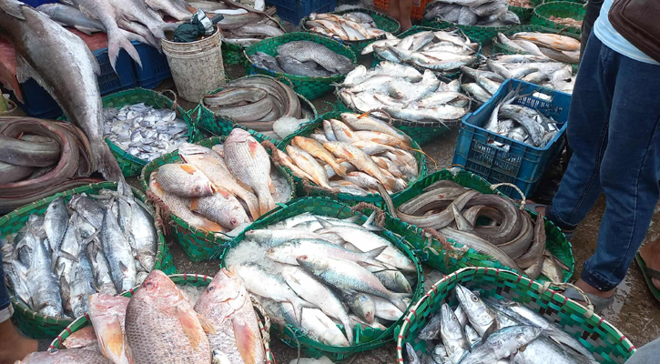 মাছে সয়লাব ফিশারি ঘাট