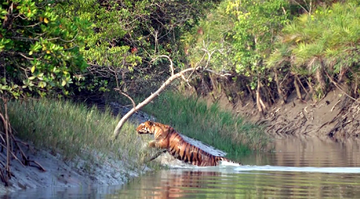 বাঘের সংখ্যা বৃদ্ধি, সুন্দরবনের সমৃদ্ধি