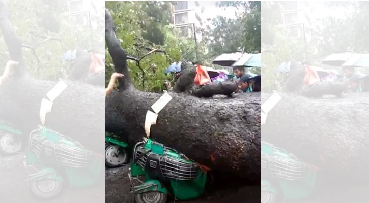 ধানমন্ডিতে অটোরিকশার ওপর ভেঙে পড়ল গাছ, আহত ১