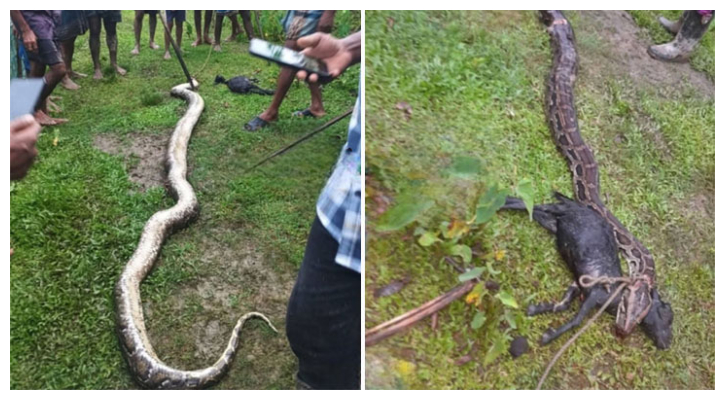 ৫টি ছাগল গিলে খেলে ফেলায় অজগর সাপকে পিটিয়ে হত্যা