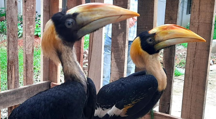 বান্দরবানে উদ্ধার দুটি রাজ ধনেশ পাঠানো হলো ডুলাহাজরা সাফারি পার্কে