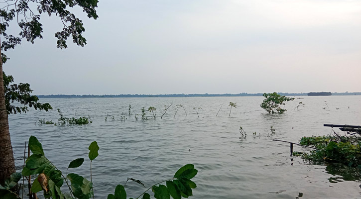 মাগুরায় তলিয়ে গেছে ১১শ হেক্টর জমি ধান