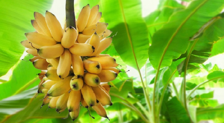 প্রতিদিন একটি কলা খান