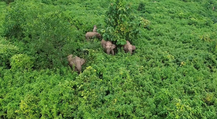 জামালপুরে লোকালয়ে বন্য হাতির দল, আতঙ্কে দিন কাটছে স্থানীয়দের