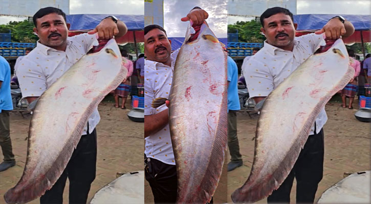 পদ্মায় ধরা পড়ল ৯ কেজির বিশাল চিতল