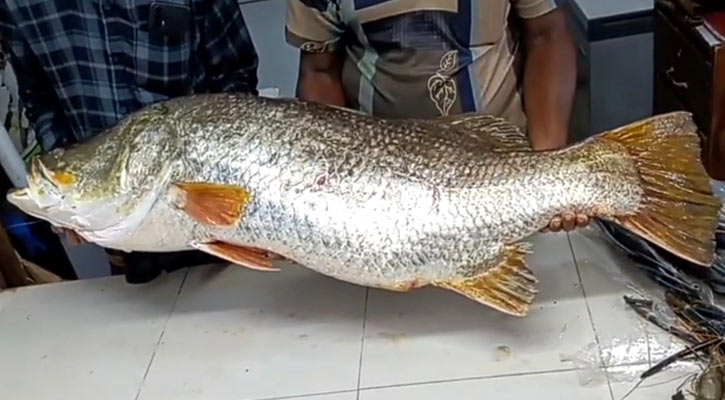 ২২ কেজির কোরাল ৩৪ হাজার টাকায় বিক্রি!