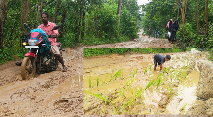 বেহাল সড়কে চলা দায়, ধানের চারা রোপণ করে প্রতিবাদ