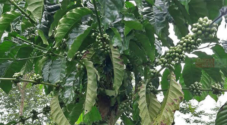 চায়ের ভূমিতে সমৃদ্ধির কৃষিপণ্য হতে পারে কফি