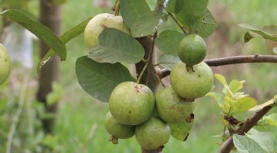 ফেনীতে বেড়েছে পেয়ারার বাণিজ্যিক আবাদ