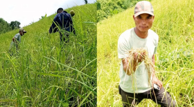 জুমিয়াদের ফসলে ইঁদুরের হানা!