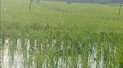 বগুড়ায় মব তৈরি করে হত্যা মামলার আসামিকে কুপিয়ে হত্যা