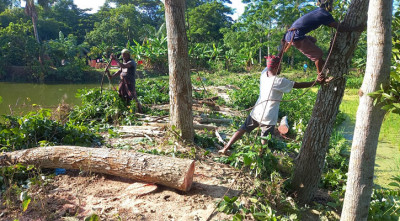 আদালতের নির্দেশ উপেক্ষা করে মুক্তিযোদ্ধার শতাধিক গাছ কেটে নেওয়ার অভিযোগ