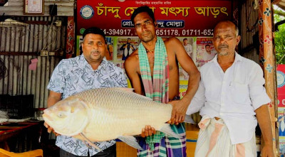 পদ্মায় ধরা পড়ল সাড়ে ১৯ কেজির কাতল