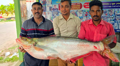 দৌলতদিয়ায় সাড়ে ২২ কেজির ঢাই মাছ বিক্রি হলো ১ লাখ ৪ হাজার টাকায়