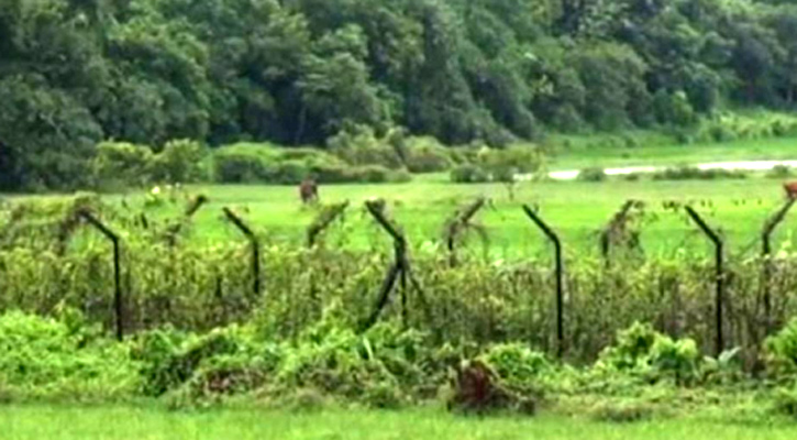 মৌলভীবাজার সীমান্ত দিয়ে ১২ রোহিঙ্গাকে পুশ-ইন  