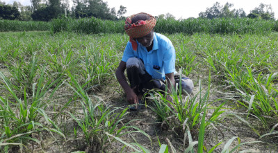 ঘাস লাগিয়ে কোটিপতি গফুরের পথে হেঁটে লাখোপতি আরও ২০০ চাষি