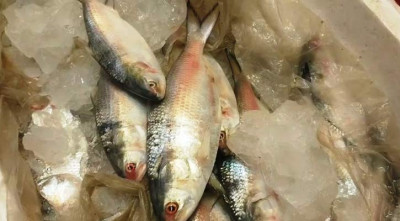 বাংলাদেশি ইলিশ কম আসায় ভারতীয় ব্যবসায়ীদের ‘আফসোস’