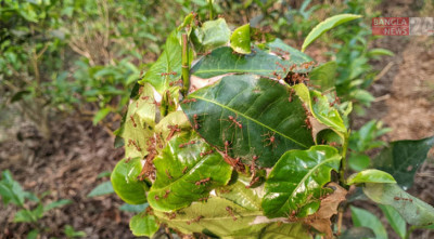 প্রকৃতির কীটনাশক পিঁপড়া