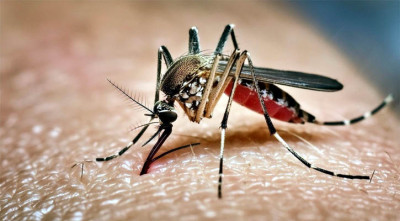 ডেঙ্গুতে চারজনের মৃত্যু, হাসপাতালে ভর্তি ৮১৪