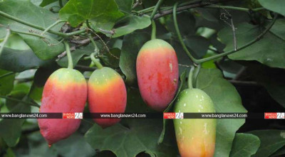 ওষুধি গুণে অনন্য ‘তেলাকুচা’