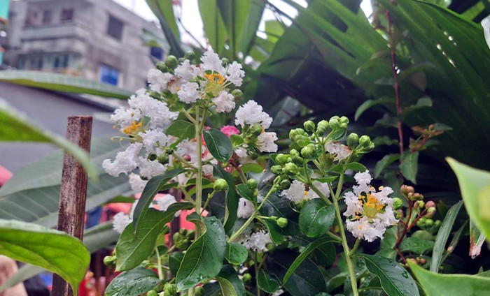 ভ্রাম্যমাণ নার্সারিতে হরেক ফুলের গাছ। ছবি: বাংলানিউজ