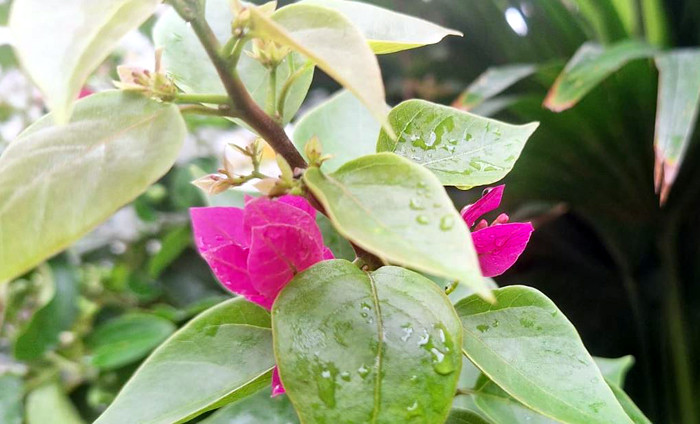 ভ্রাম্যমাণ নার্সারিতে হরেক ফুলের গাছ। ছবি: বাংলানিউজ