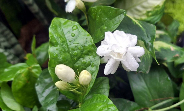 ভ্রাম্যমাণ নার্সারিতে হরেক ফুলের গাছ। ছবি: বাংলানিউজ